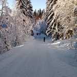 Vei i snølandskap, nysnø på alle trær